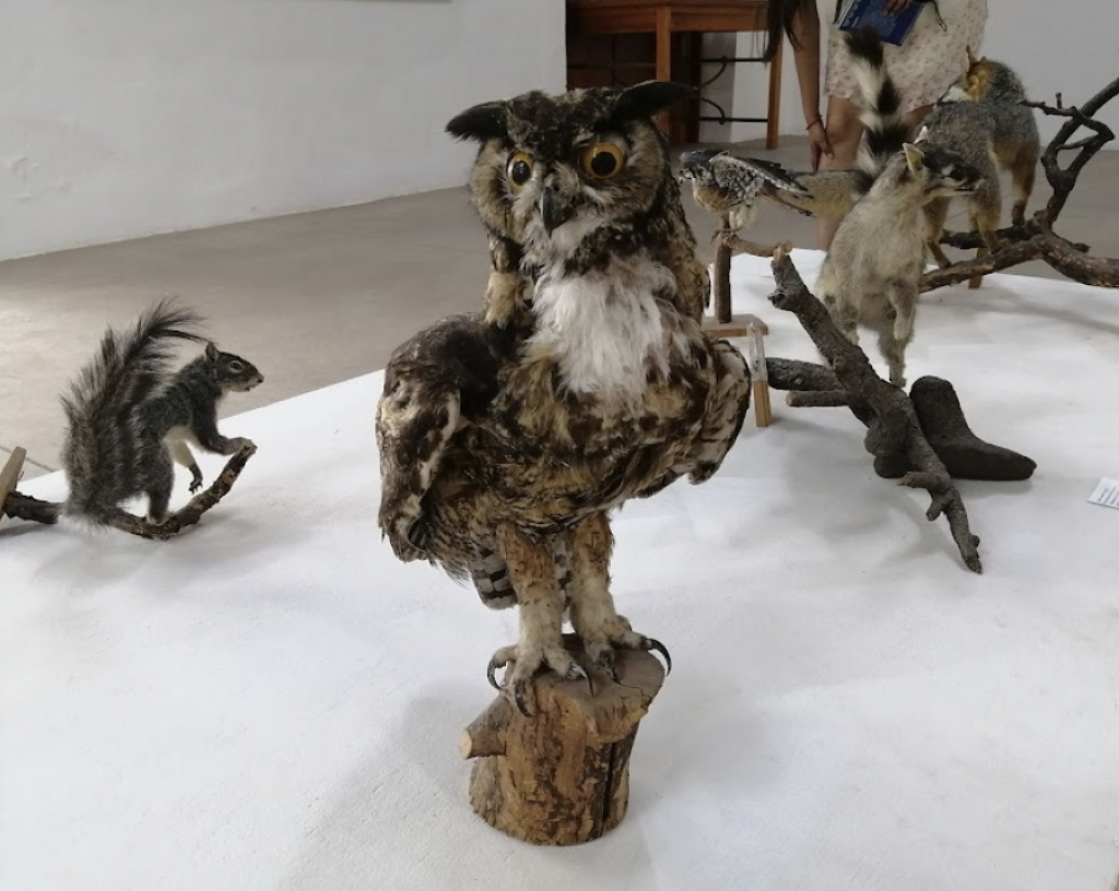 Museo de Historia, Artes y Tradiciones Carlos González-2