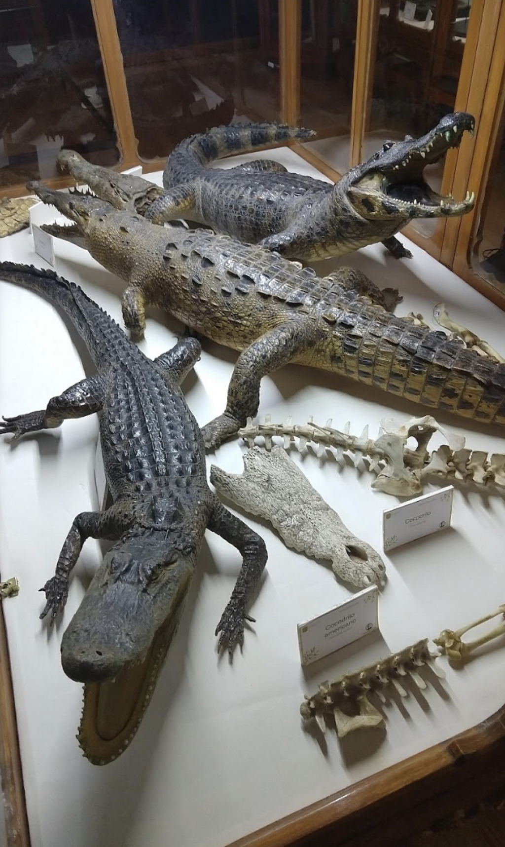 Museo de Historia Natural Alfredo Dugés-0