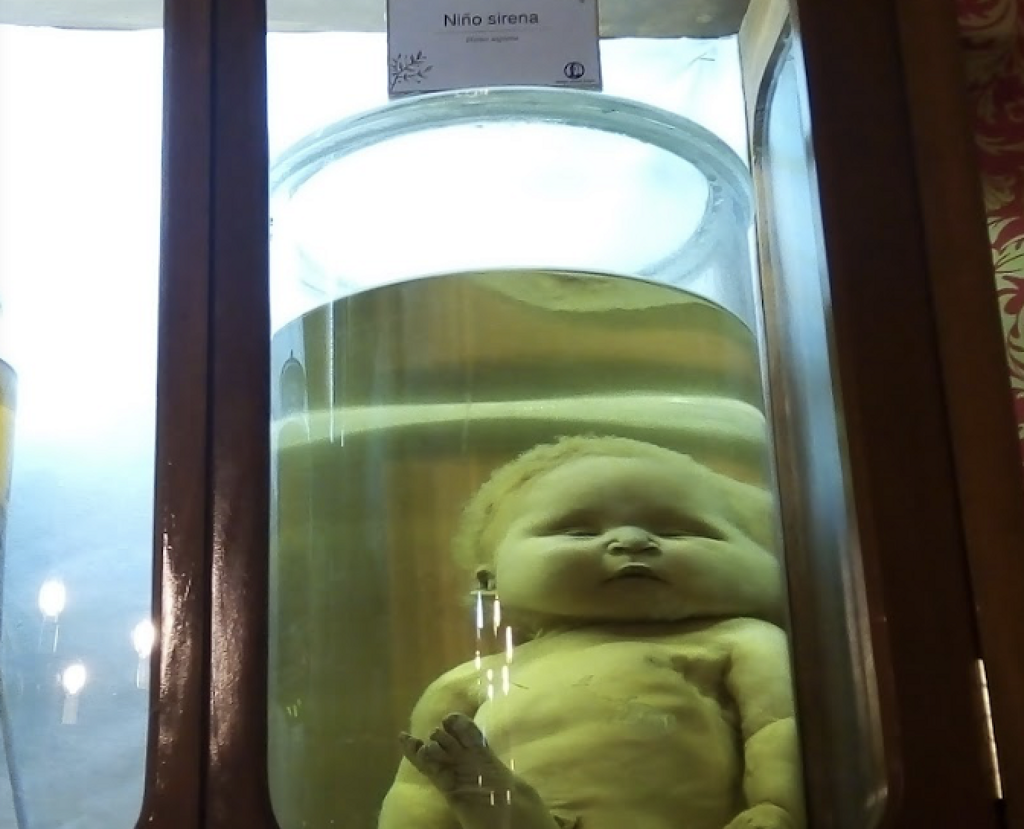 Museo de Historia Natural Alfredo Dugés-2