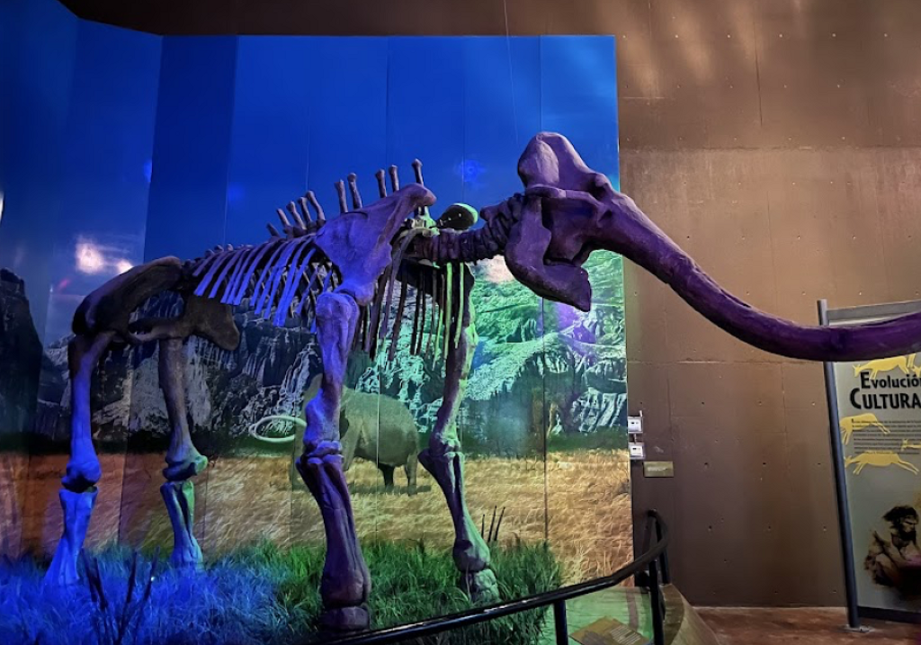 Museo de Historia Natural de Tamaulipas (Tamux)-4
