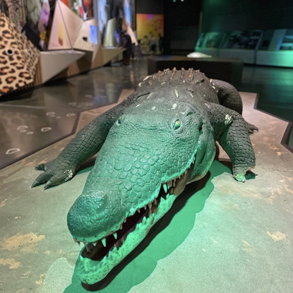 Museo de Historia Natural de Tamaulipas (Tamux)-2