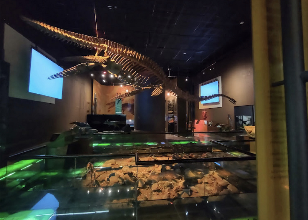Museo de Historia Natural de Tamaulipas (Tamux)-3