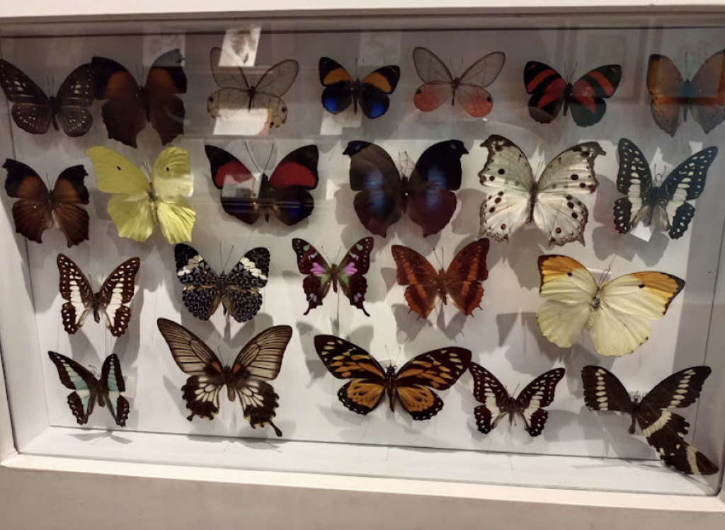 Museo de Historia Natural José Narciso Rovirosa Andrade-1