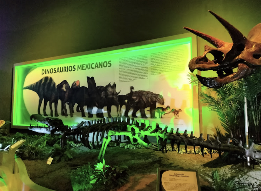Museo de Historia Natural José Narciso Rovirosa Andrade-2