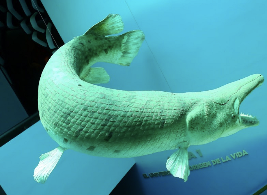 Museo de Historia Natural José Narciso Rovirosa Andrade-3