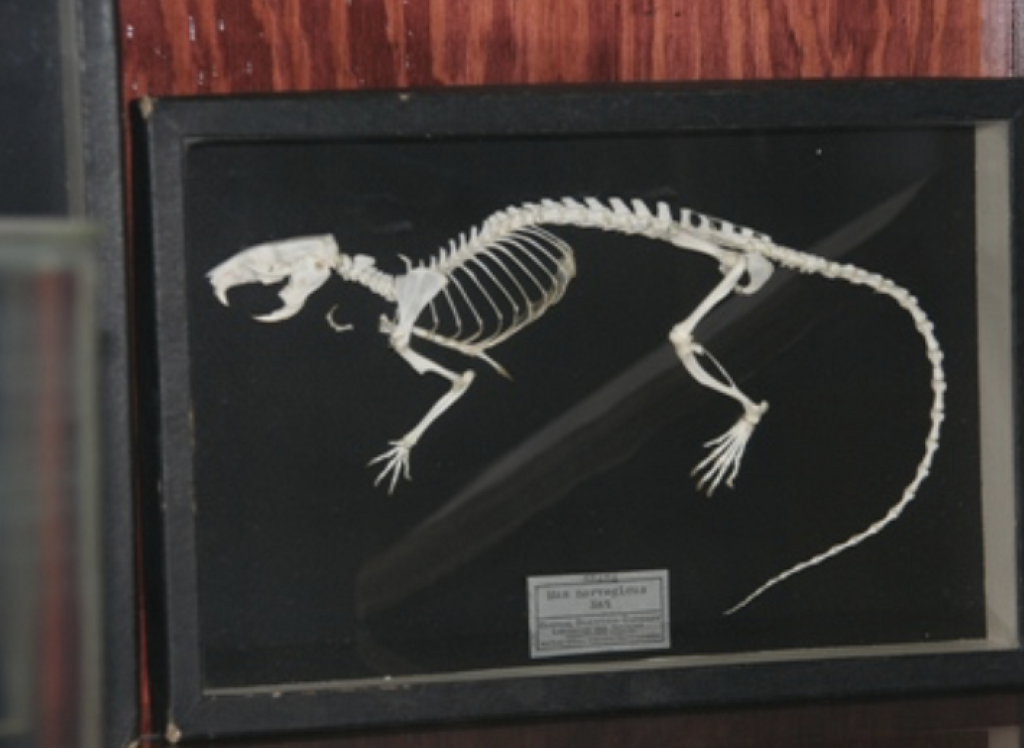 Museo de Historia Natural Manuel Martínez Solórzano-3