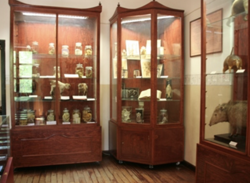 Museo de Historia Natural Manuel Martínez Solórzano-1