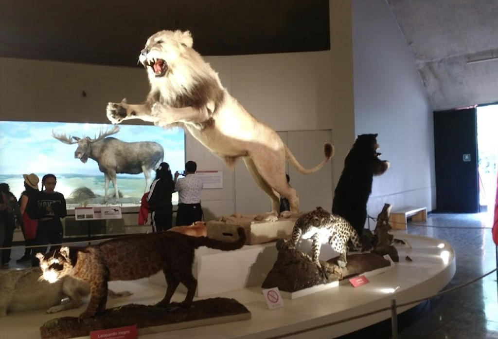 Museo de Historia Natural y Cultura Ambiental-0