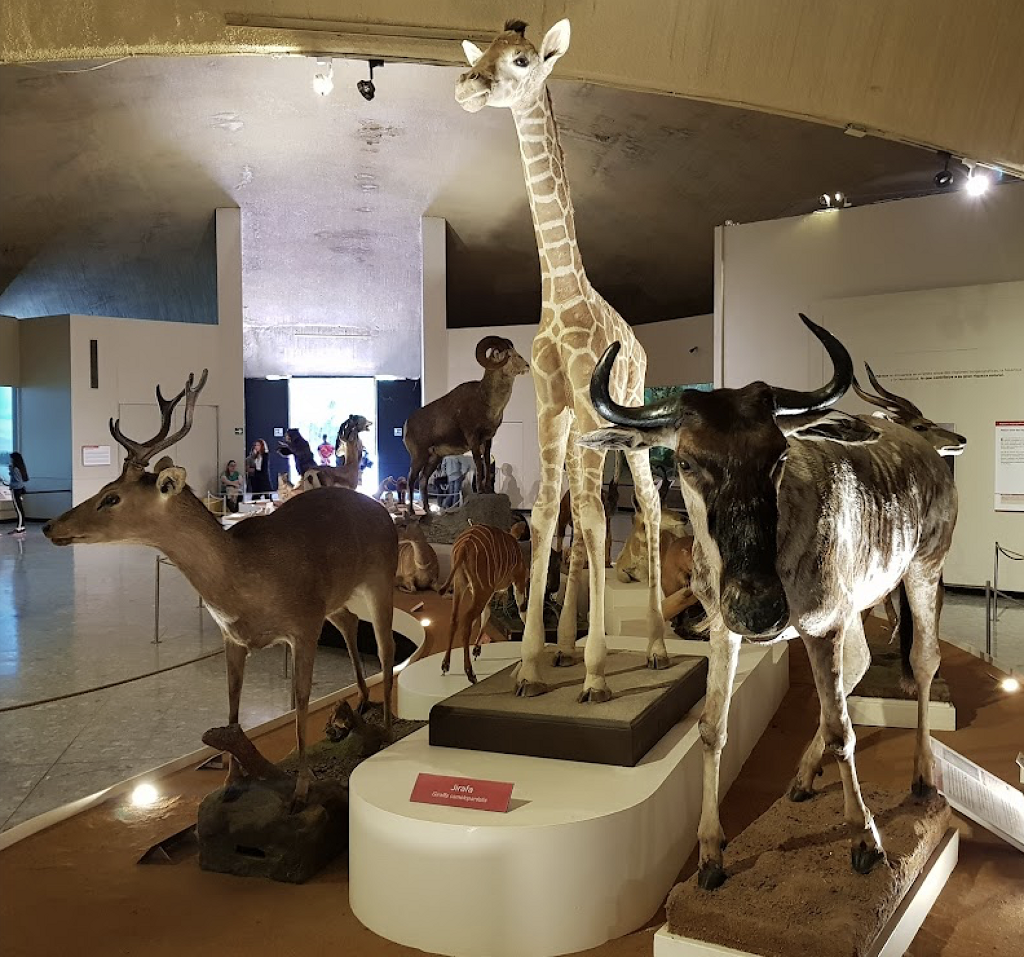 Museo de Historia Natural y Cultura Ambiental-1