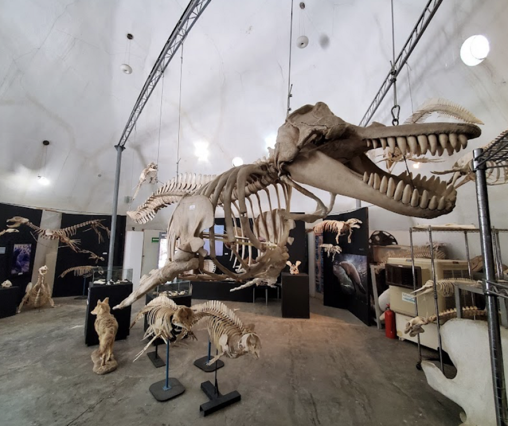 Museo de la Ballena y Ciencias del Mar-1