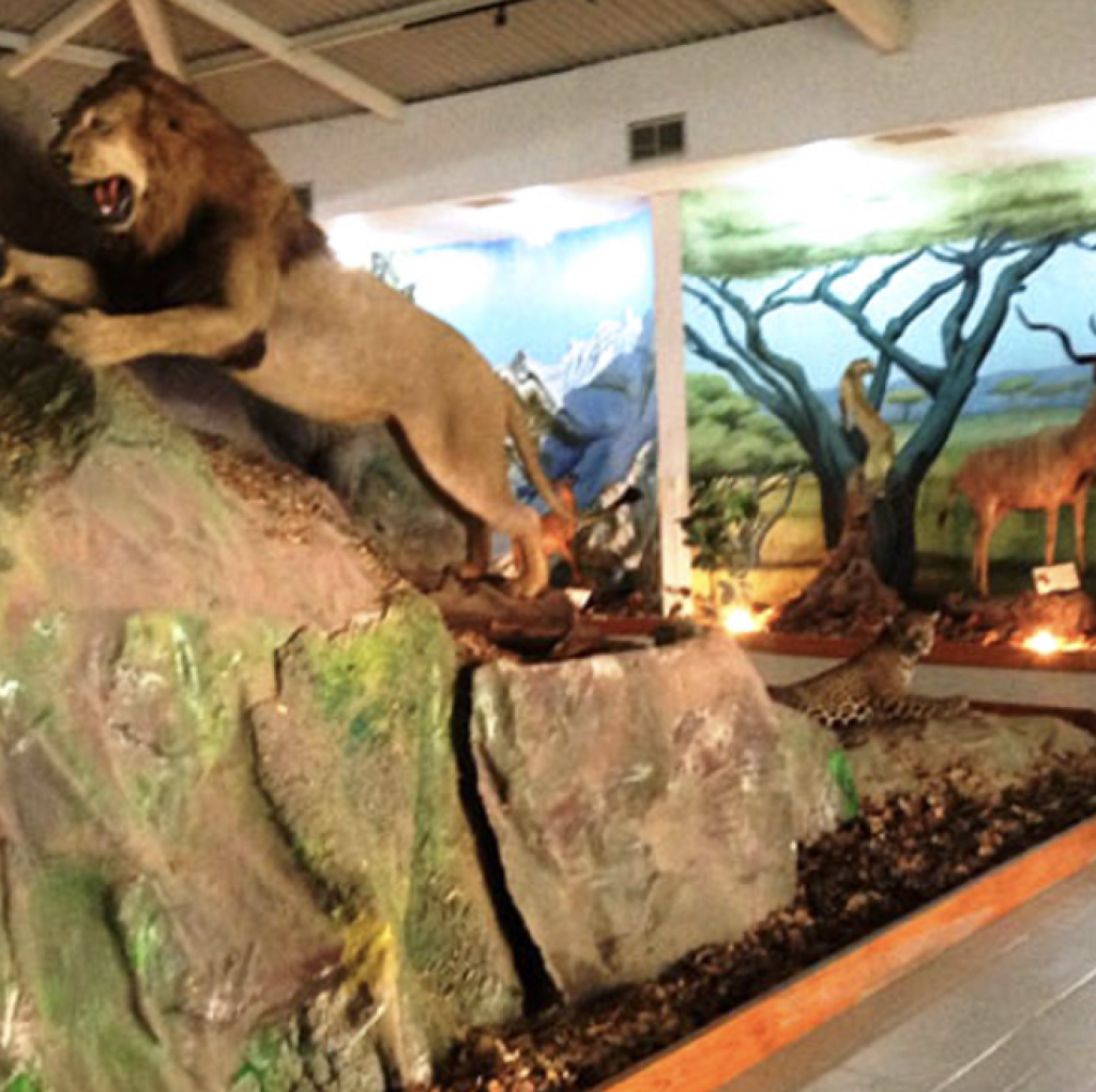 Museo de la Fauna -0