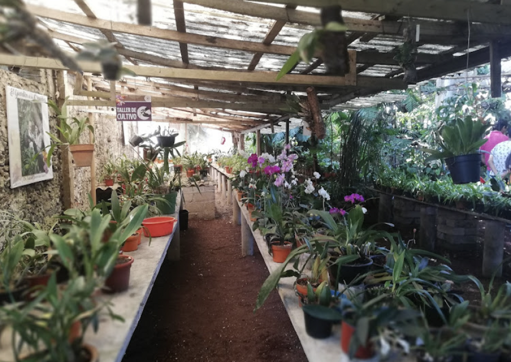 Museo de la Orquídea Dr. Isaías Contreras Juárez-0