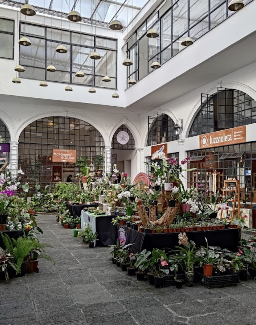 Museo de la Orquídea Dr. Isaías Contreras Juárez-2