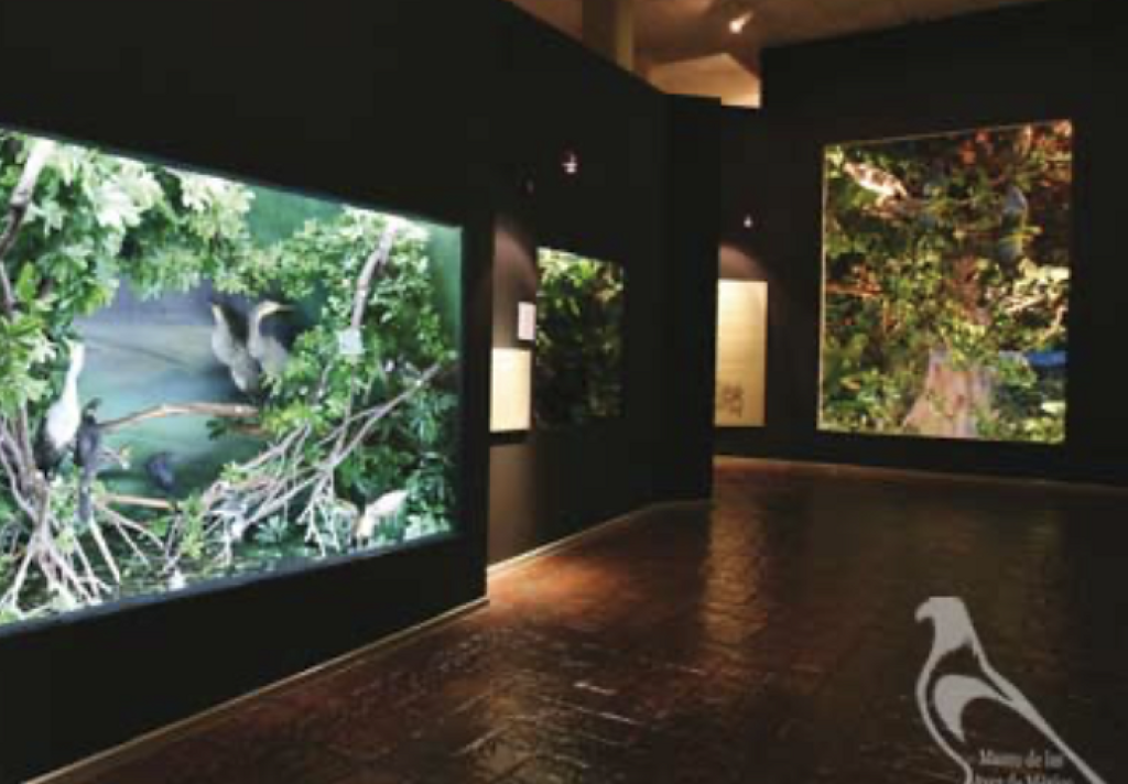 Museo de las Aves de México-1