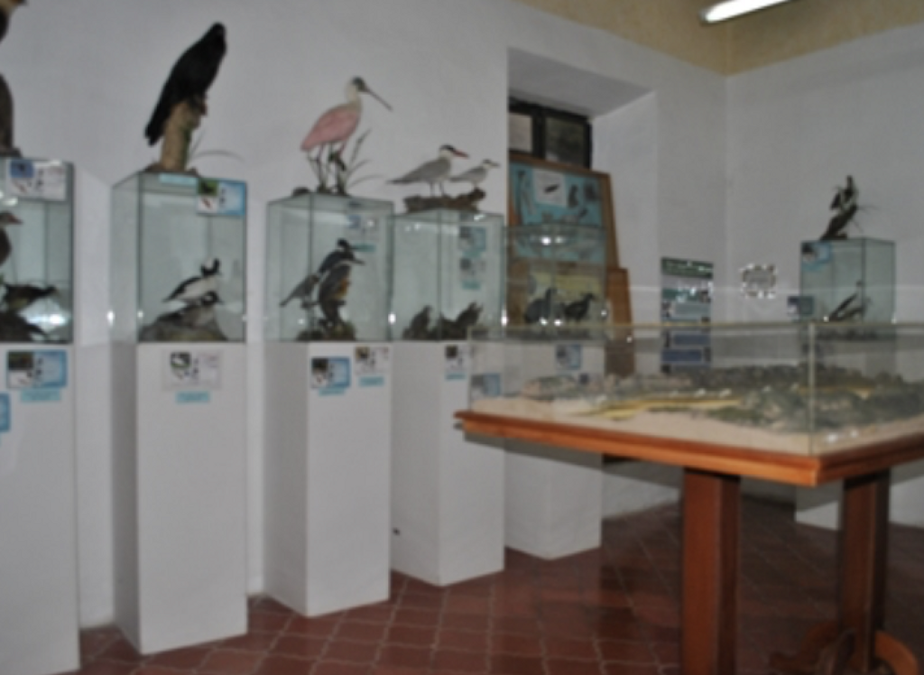 Museo de las Ciencias Naturales de la Cuenca de Sayula-0