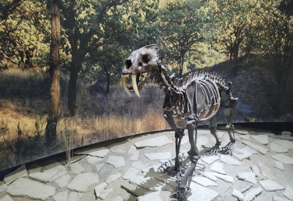 Museo de Paleontología de Guadalajara Federico A. Solórzano Barreto-0