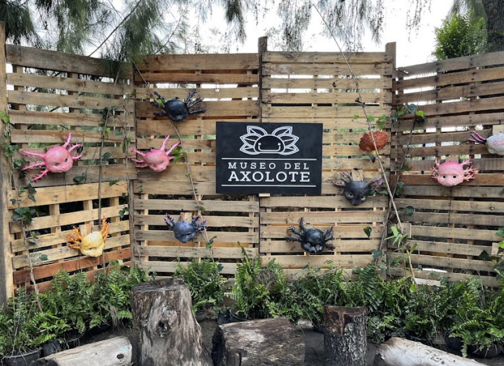 Museo del Axolote-2