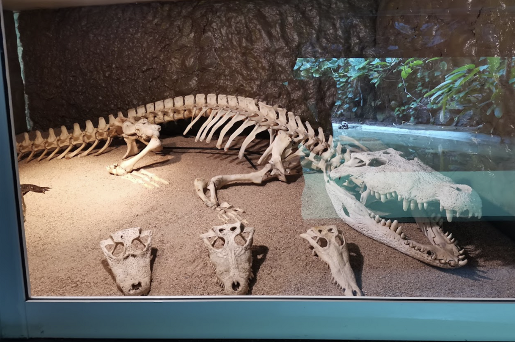 Museo del Cocodrilo-0