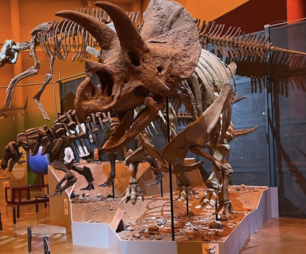 Museo del Desierto Chihuahuense (MUDECH)-2