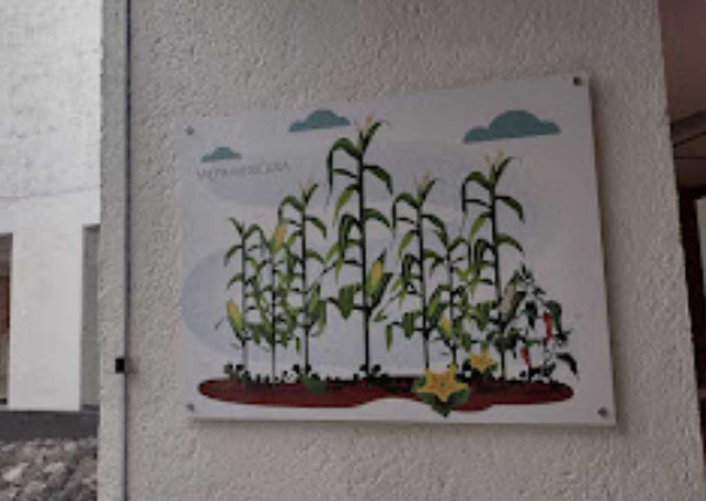 Museo Flor de Chinampas (Chinampaxochitl)-3