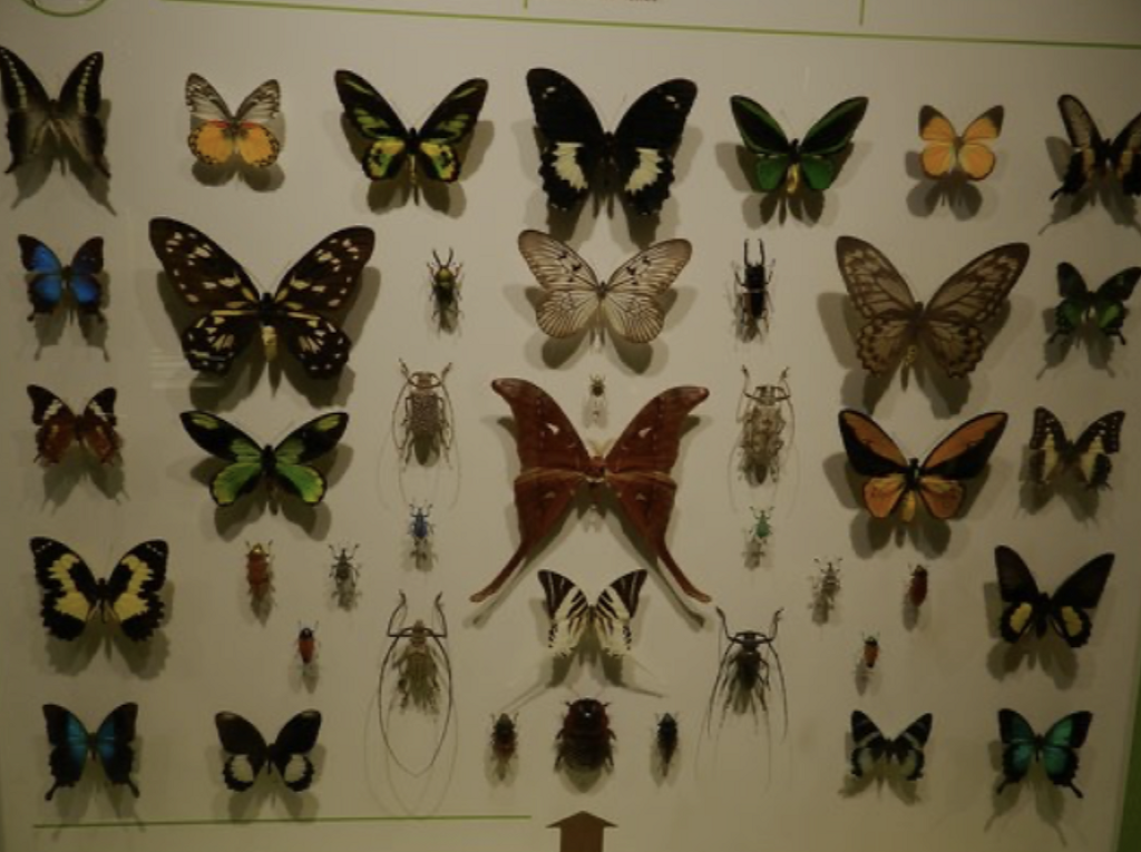 Museo Insectaria-0