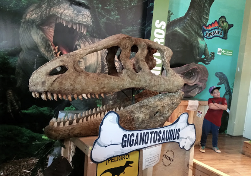 Museo Jurasica-3