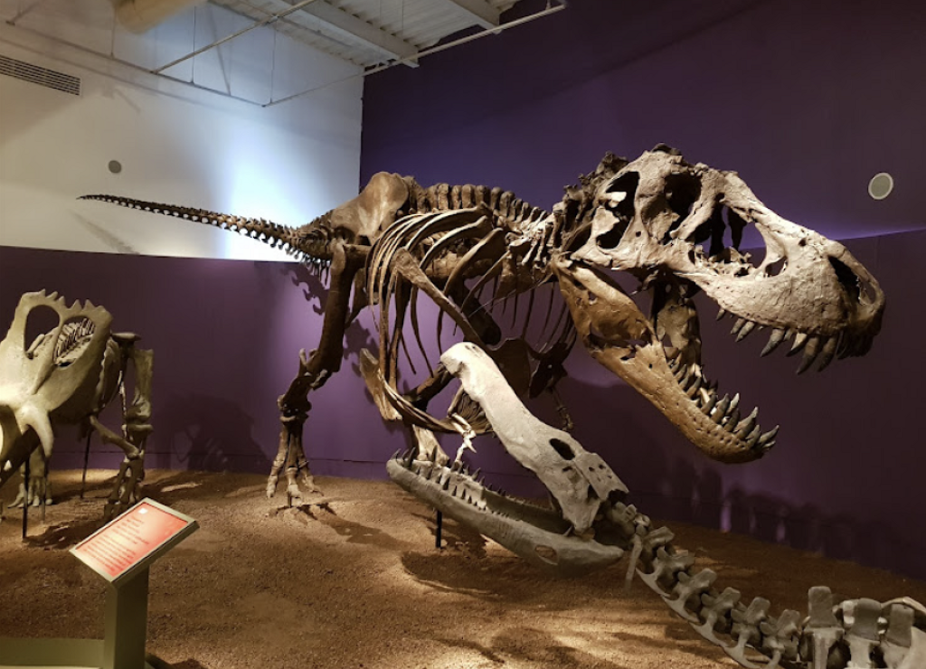 Museo Laberinto de las Ciencias y las Artes-0