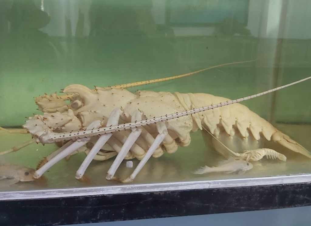 Museo Marino Comunitario de Tecolutla-1
