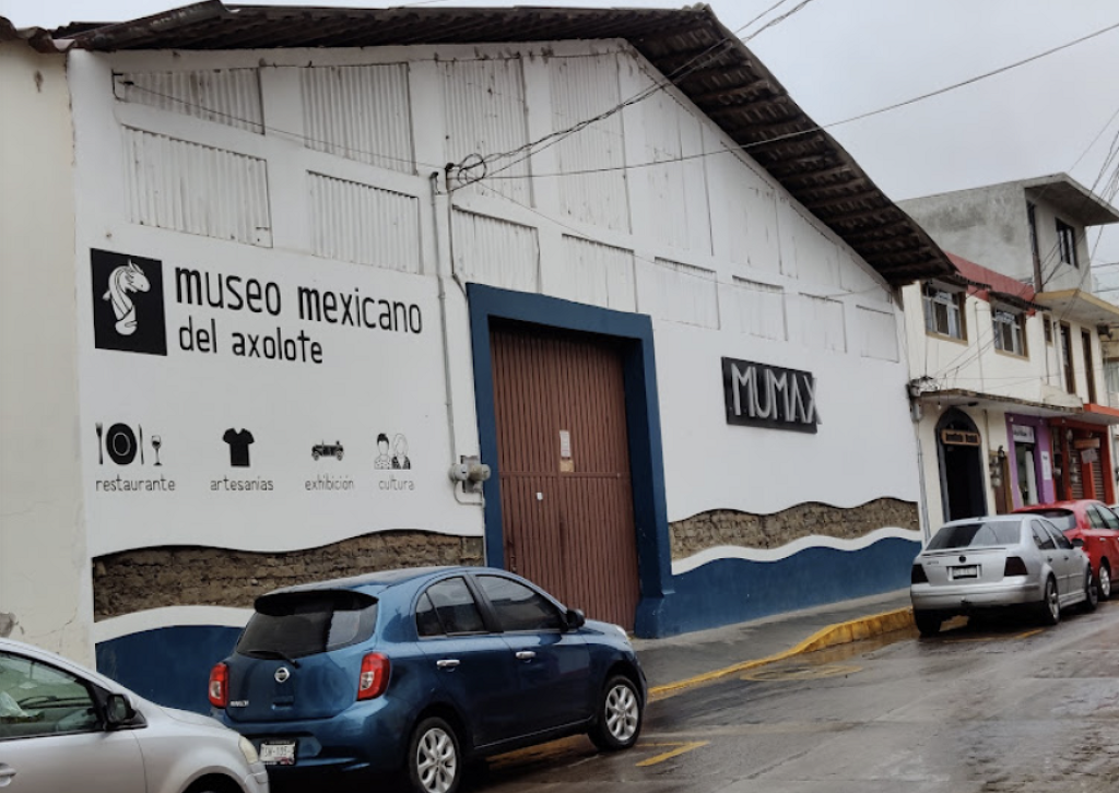 Museo Mexicano del Axolote -0