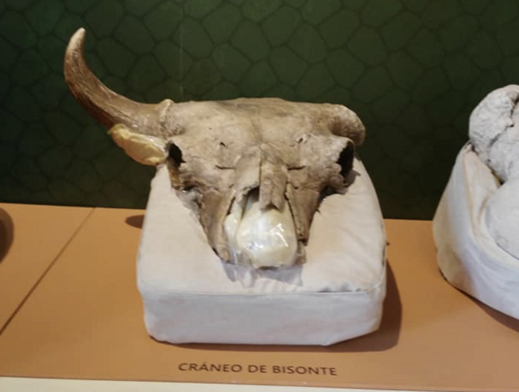 Museo Paleontológico Comunitario de la Magdalena Huizachitla-1