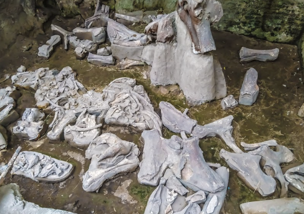 Museo Paleontológico de Tocuila-0