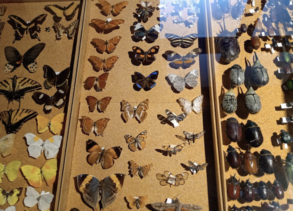 Museo Universitario de Historia Natural  Manuel M. Villada-1