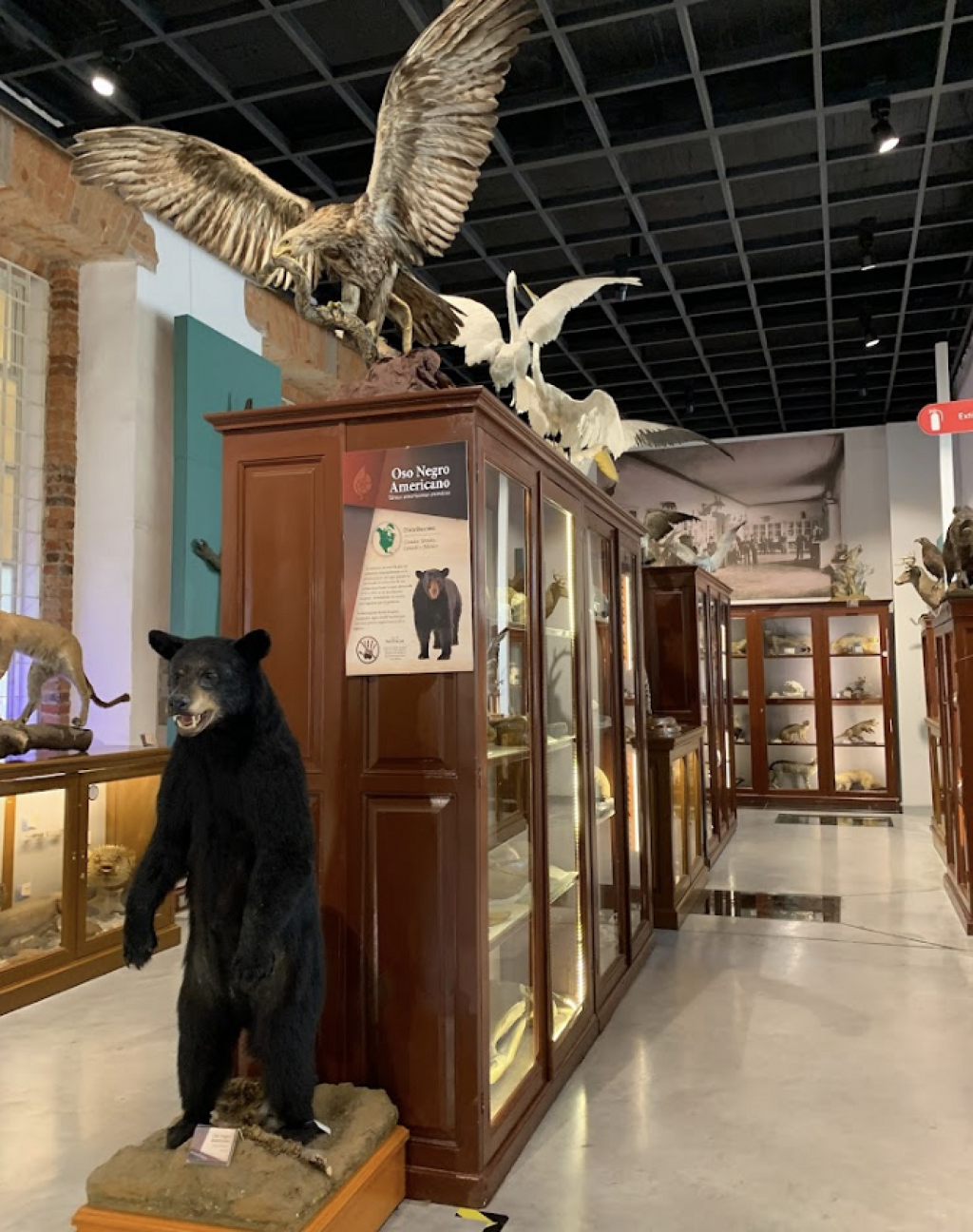 Museo Universitario de Historia Natural  Manuel M. Villada-2