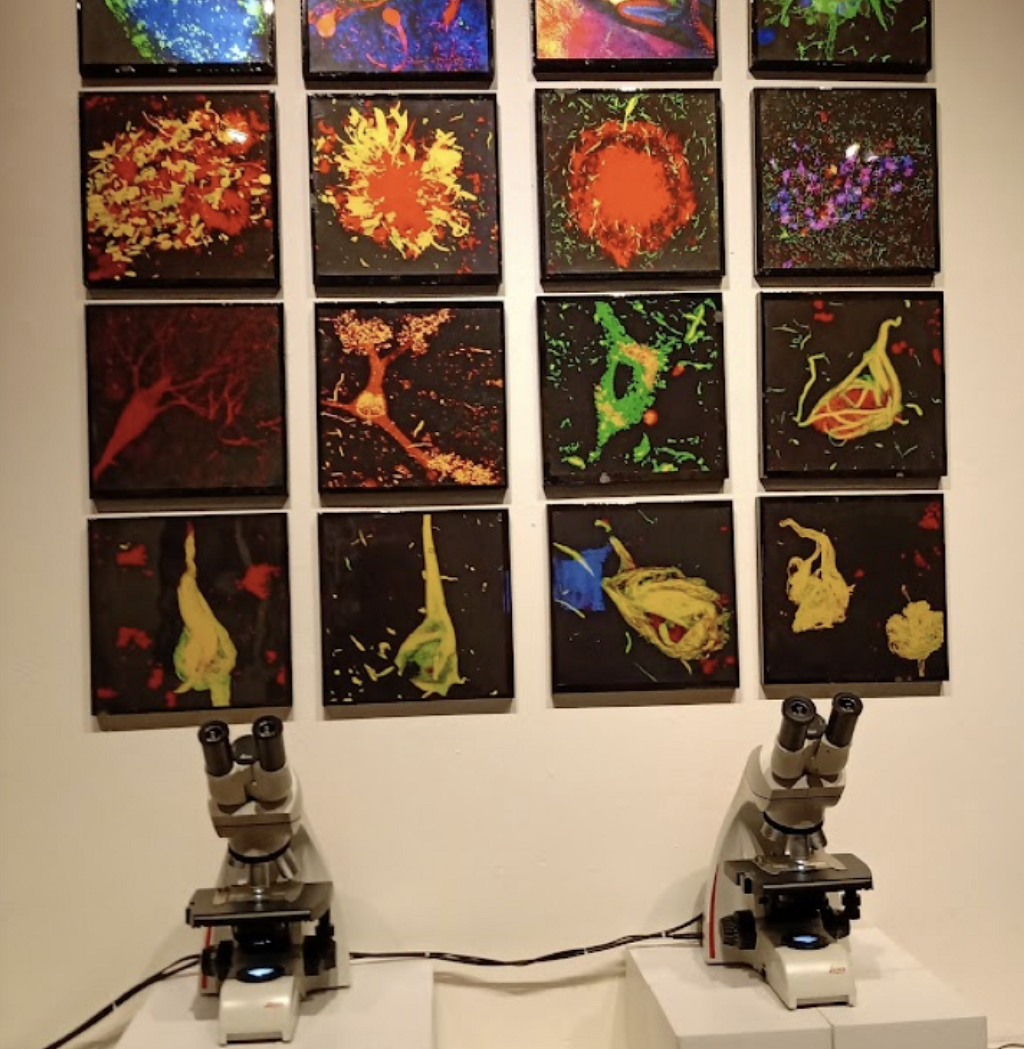 Museo UPAEP-3