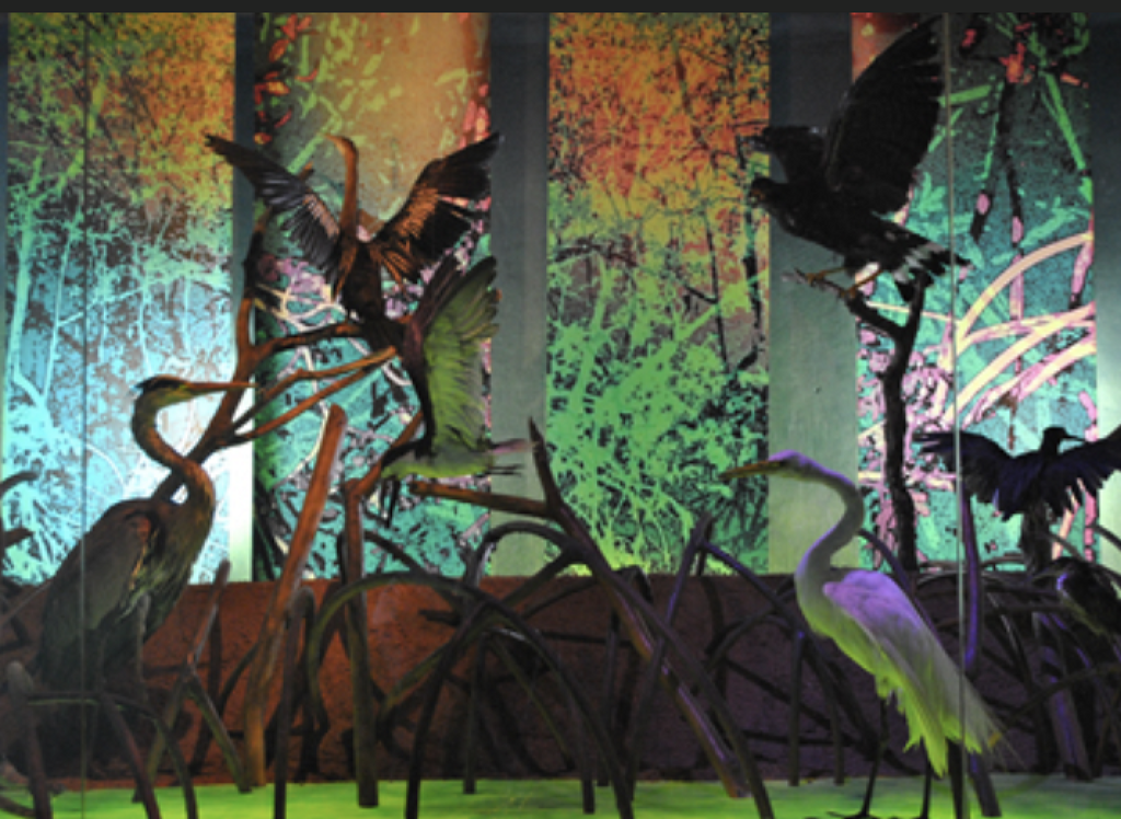 Museo Zoológico César Domínguez Flores-1