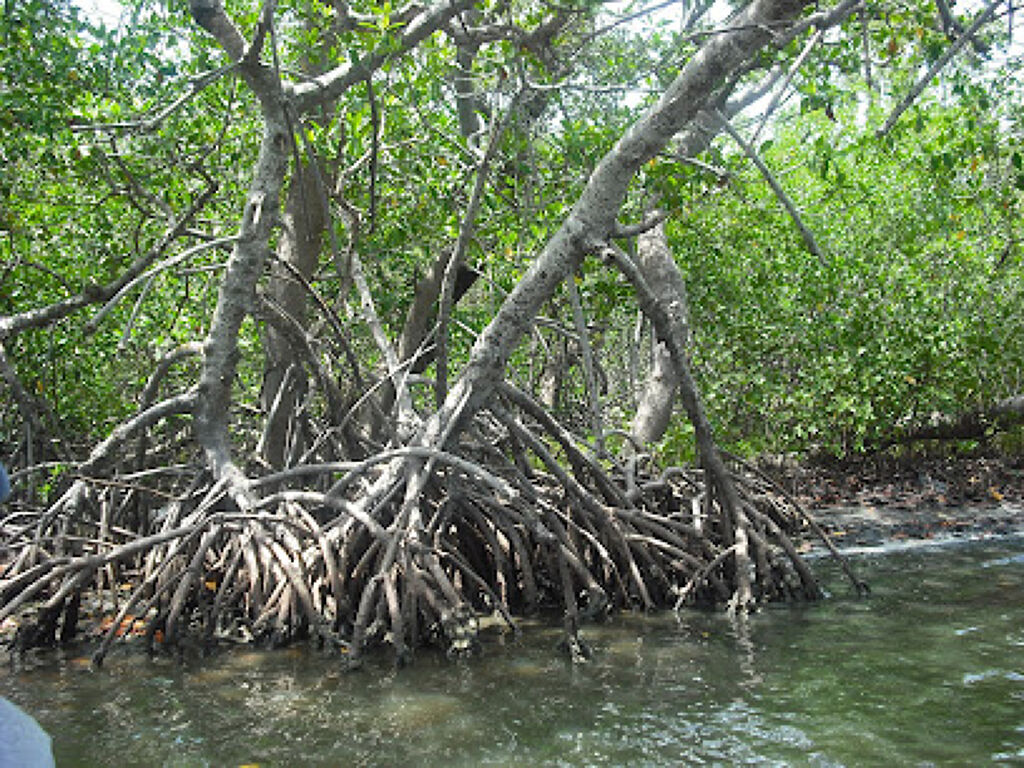Laguna de Tampamachoco-1