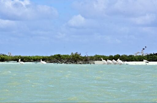 Isla Pájaros-0