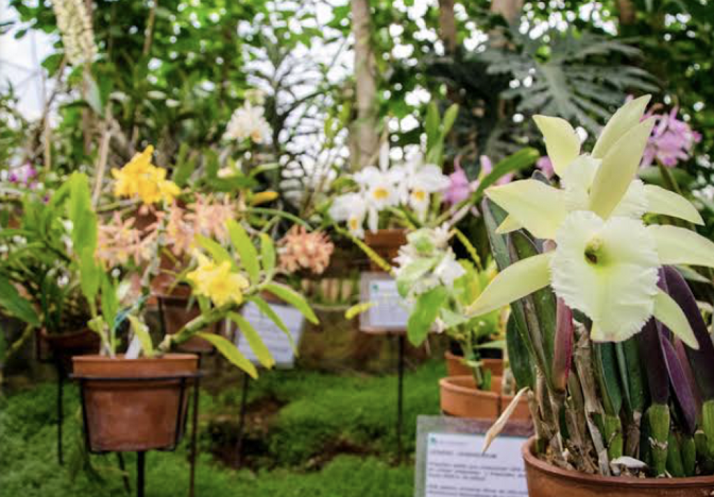 Orquidario de Morelia-0