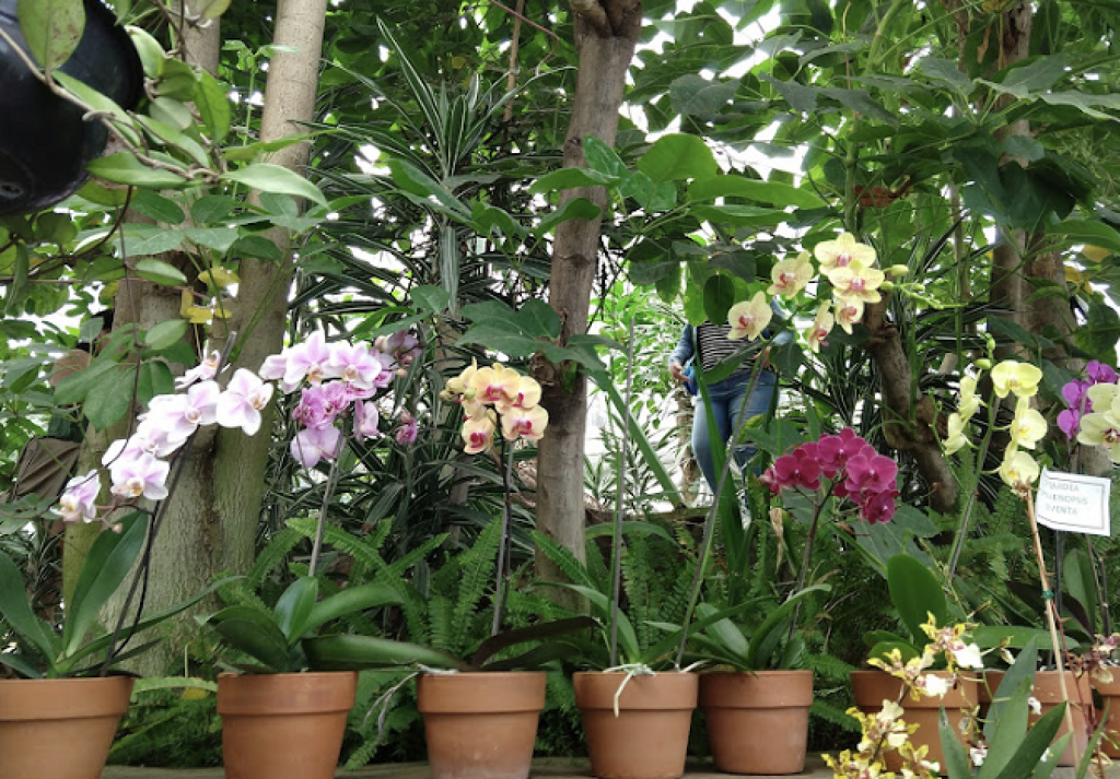 Orquidario de Morelia-2