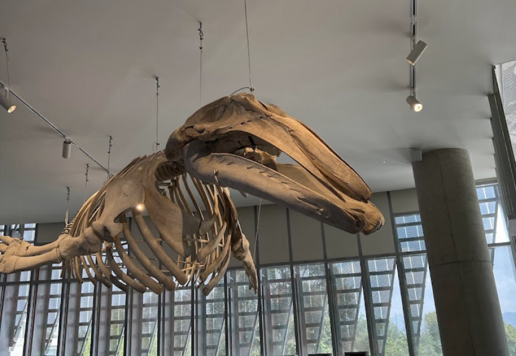 Pabellón Nacional de la Biodiversidad. Museo interactivo y espacio de investigación-2