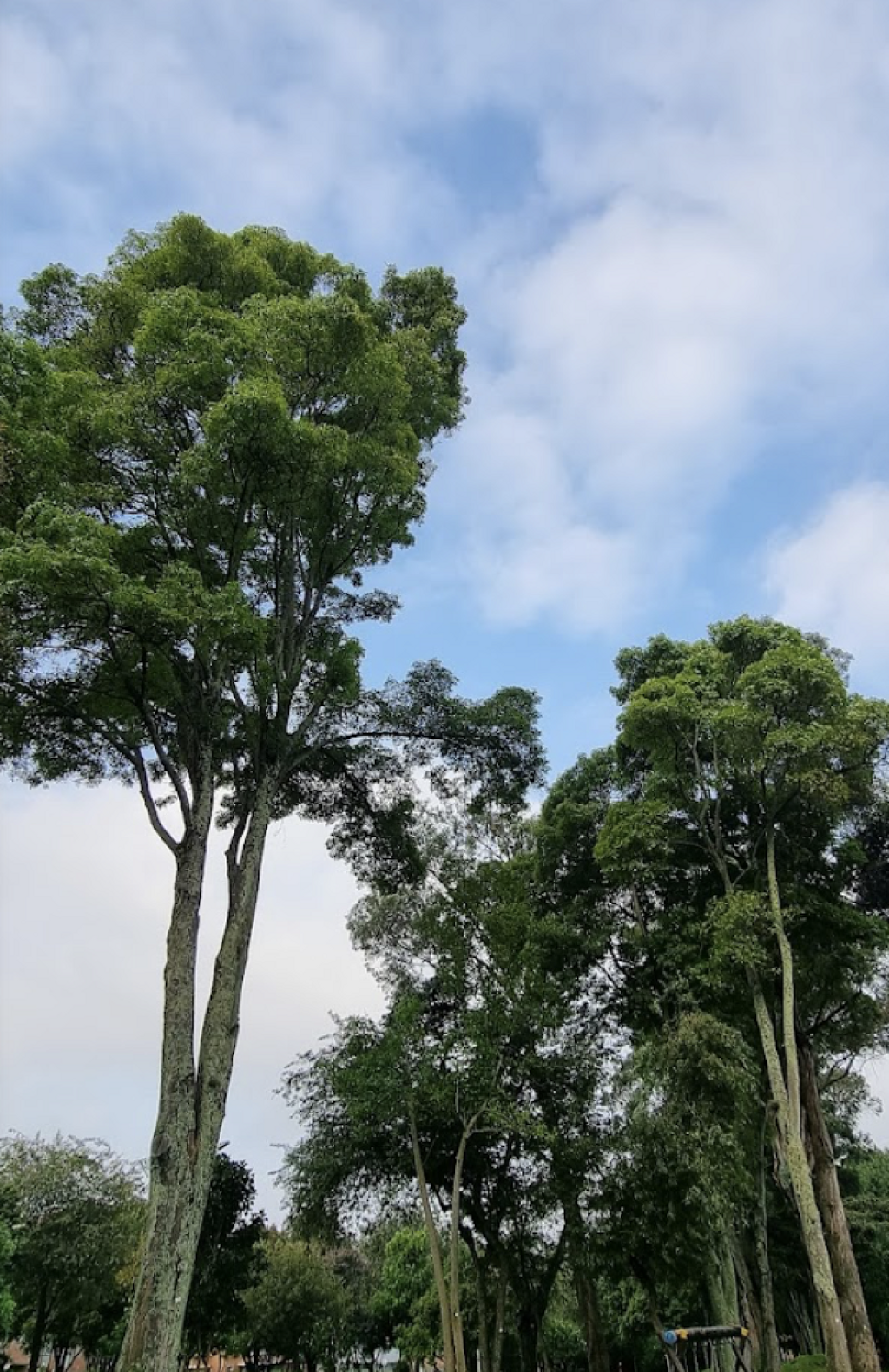 Parque Cedro Golf Club-0
