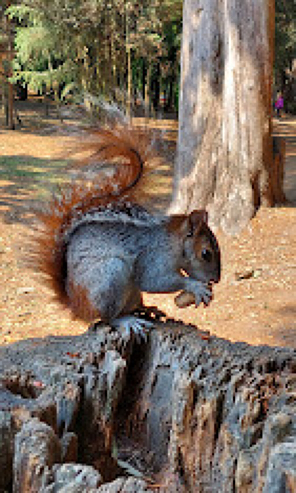 Parque Nacional Viveros de Coyoacán-2