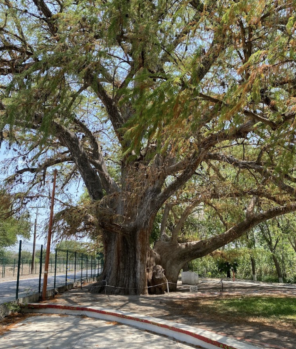 Parque Recreativo El Sabino Gordo-2