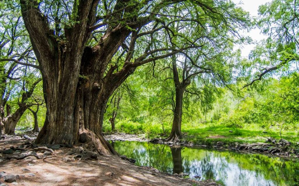 Parque Ecológico Los Sabinos-0