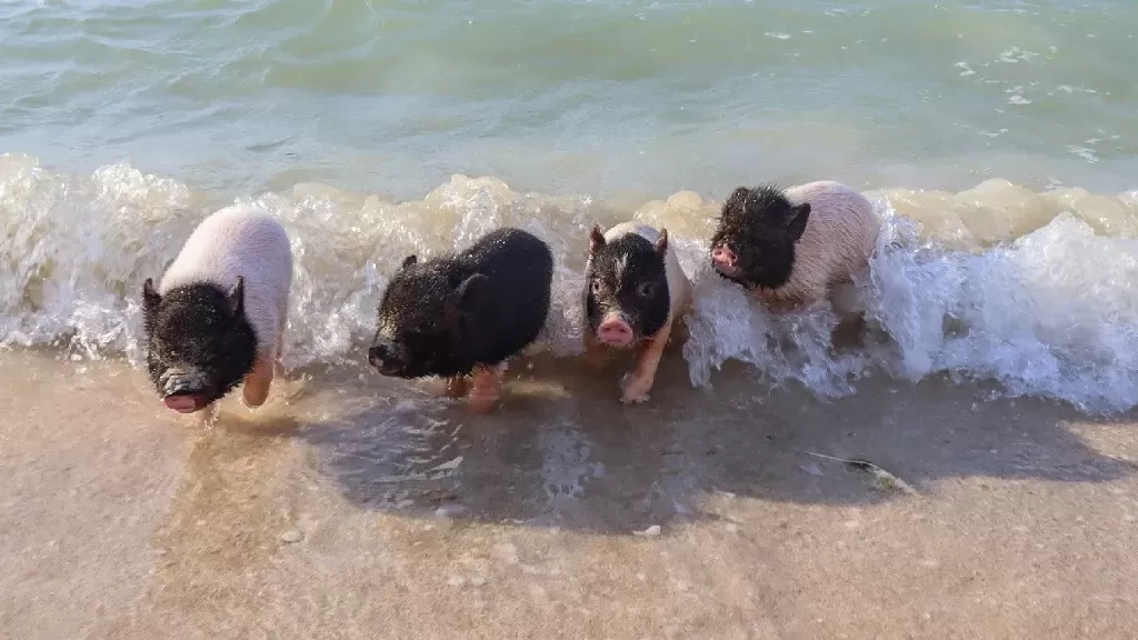Pig Beach Progreso-2