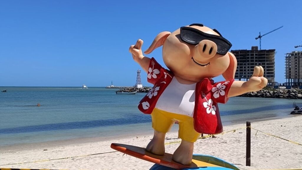 Pig Beach Progreso-3