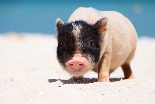 Pig Beach Progreso-0