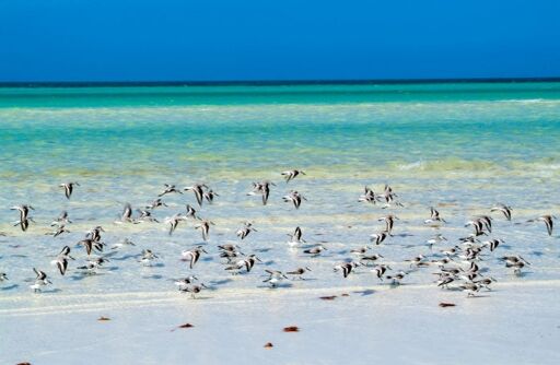 Playa Punta Cocos-0