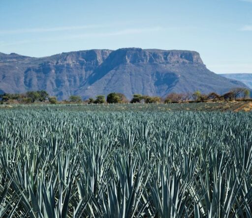 Prueba el agave-0