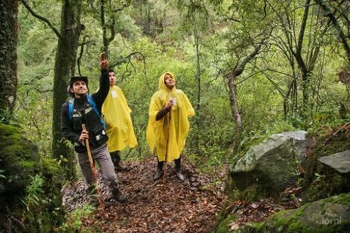Realiza una caminata nocturna al bosque minero-0